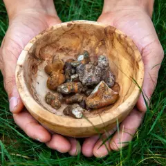 Holandia: Magiczne Trufle Legalnie? Przewodnik i Bezpieczne Użycie