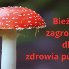 Muchomor czerwony: psychodeliczny sekret czy groźna pułapka?