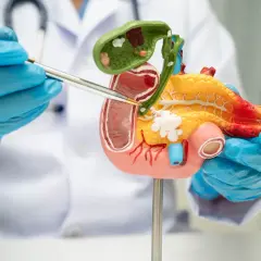 Model trzustki i pęcherzyka żółciowego, wskazywany przez rękę w niebieskiej rękawiczce.