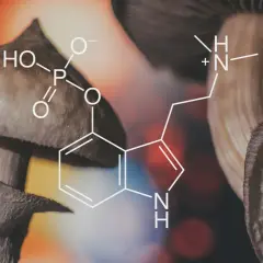Grzyby psylocybinowe i wzór chemiczny psylocyny, substancji wywołującej halucynacje po grzybach.