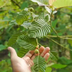Dłoń trzymająca liść i owoc rośliny kratom na tle zieleni.