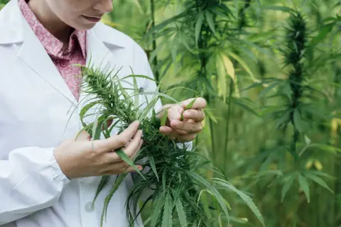 Marihuana w Polsce: Legalność, kary, medyczna, CBD. Poznaj fakty.
