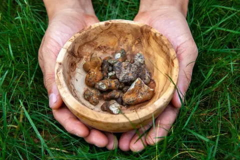 Holandia: Magiczne Trufle Legalnie? Przewodnik i Bezpieczne Użycie