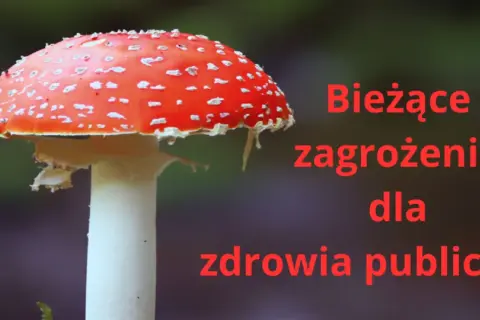 Muchomor czerwony: psychodeliczny sekret czy groźna pułapka?