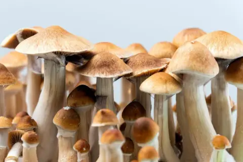 Grupka grzybów psylocybinowych z brązowymi kapeluszami i jasnymi trzonkami.