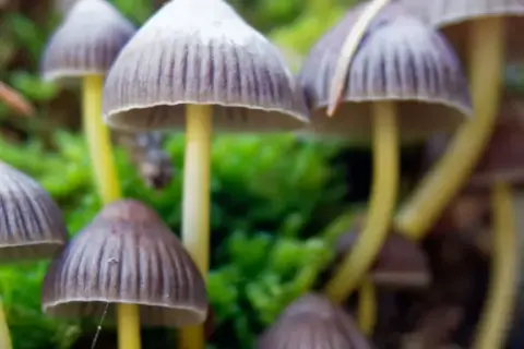 Grzyby halucynogenne: Jak psylocybina wpływa na mózg i świadomość?