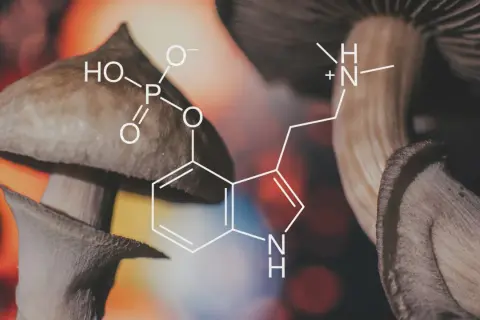 Grzyby psylocybinowe i wzór chemiczny psylocyny, substancji wywołującej halucynacje po grzybach.