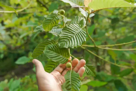 Dłoń trzymająca liść i owoc rośliny kratom na tle zieleni.