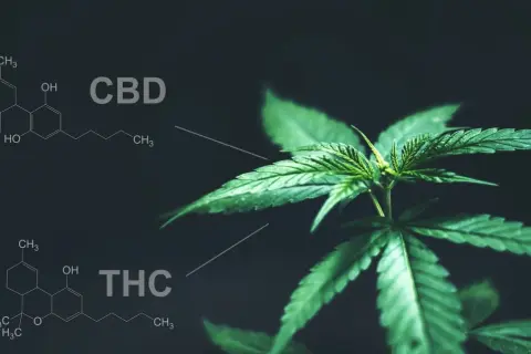HHC a THC: Czy znasz różnice? Efekty, prawo i testy narkotykowe