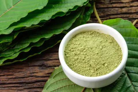 Zielony proszek kratomu w miseczce, otoczony liśćmi. Czy kratom w Polsce zyska na popularności?