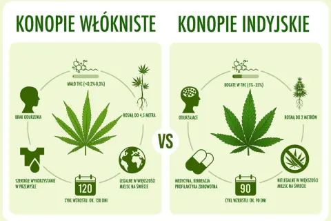 Konopie siewne a indyjskie: Jak odróżnić i uniknąć problemów?