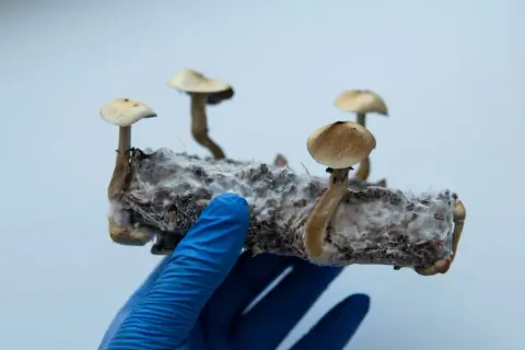 Dłoń w niebieskiej rękawiczce trzyma podłoże z rosnącymi na nim grzybami psylocybinowymi.