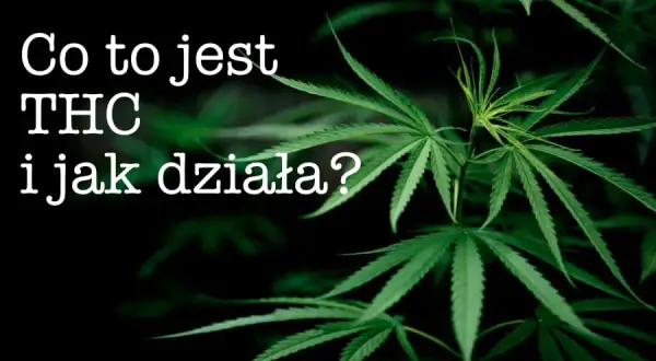 THC: Co to jest, jak działa i czy jest legalne w Polsce?