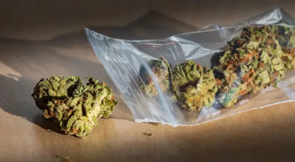 Suszone kwiaty konopi w plastikowej torebce i obok. Jak rozpoznać chemol? Zwróć uwagę na kolor, zapach i strukturę.