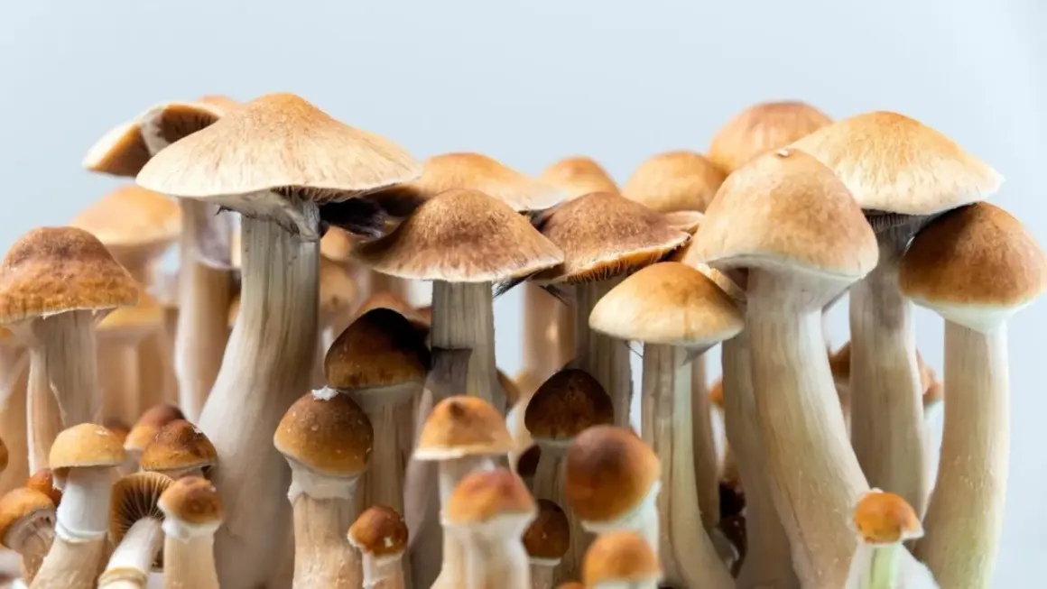 Grupka grzybów psylocybinowych z brązowymi kapeluszami i jasnymi trzonkami.