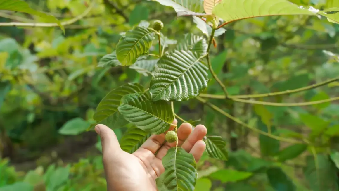 Dłoń trzymająca liść i owoc rośliny kratom na tle zieleni.