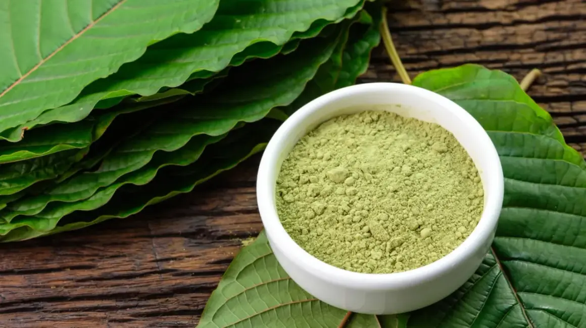 Zielony proszek kratomu w miseczce, otoczony liśćmi. Czy kratom w Polsce zyska na popularności?