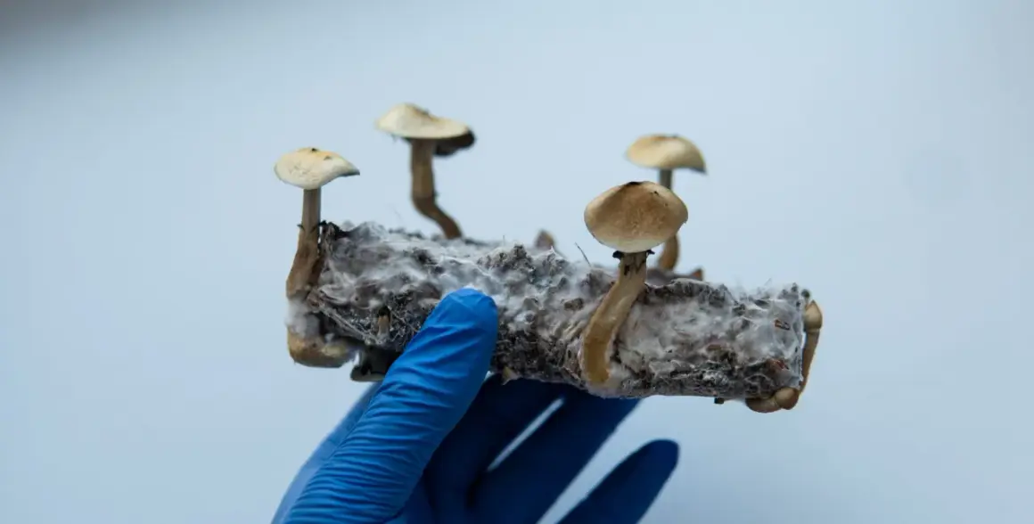 Dłoń w niebieskiej rękawiczce trzyma podłoże z rosnącymi na nim grzybami psylocybinowymi.