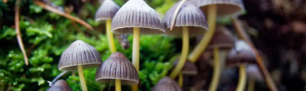 Przykładowe dawki suszonych grzybów psylocybinowych