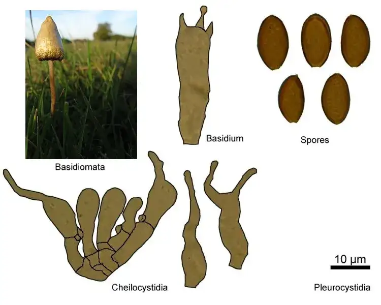 Łysiczka lancetowata Psilocybe semilanceata cechy rozpoznawcze