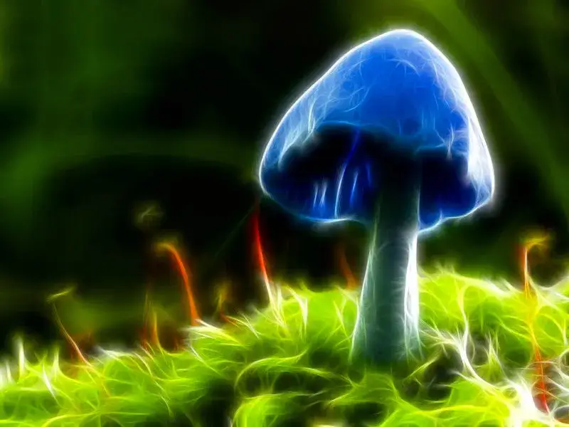 wizualizacje działania psylocybiny na mózg