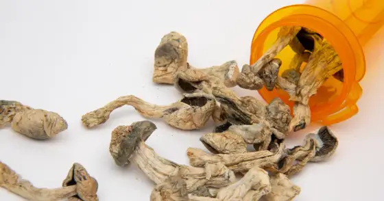 Psylocybina na receptę w Polsce - Fakty i ryzyka