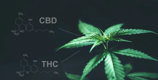 HHC a THC: Czy znasz różnice? Efekty, prawo i testy narkotykowe