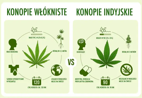 Konopie siewne a indyjskie: Jak odróżnić i uniknąć problemów?